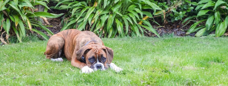 Pet urine is damaging for your lawn