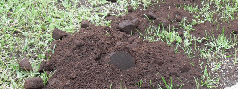 Use coffee grounds to fertilise a lawn