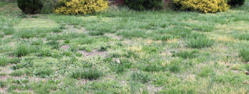 Weed spraying