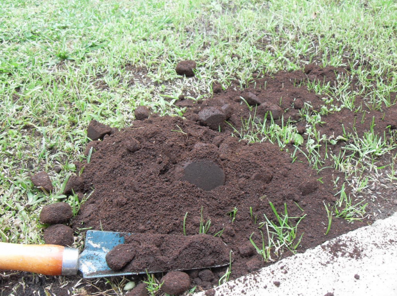 Use coffee grounds to fertilise a lawn