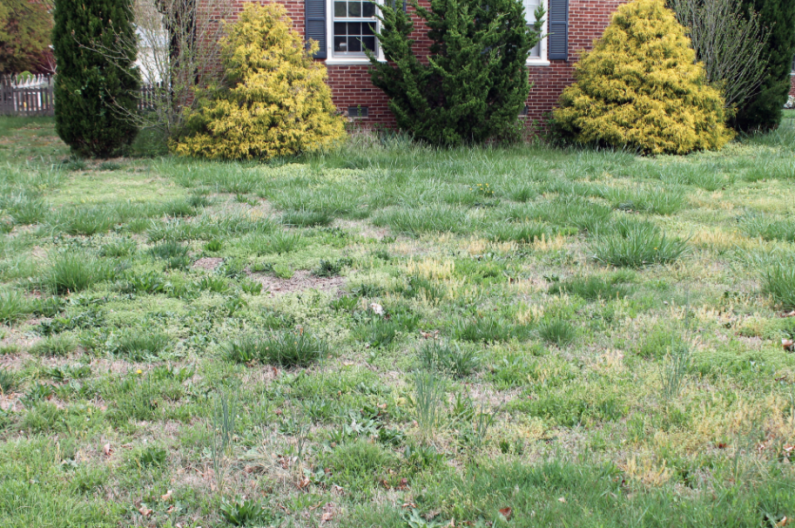 Weed spraying