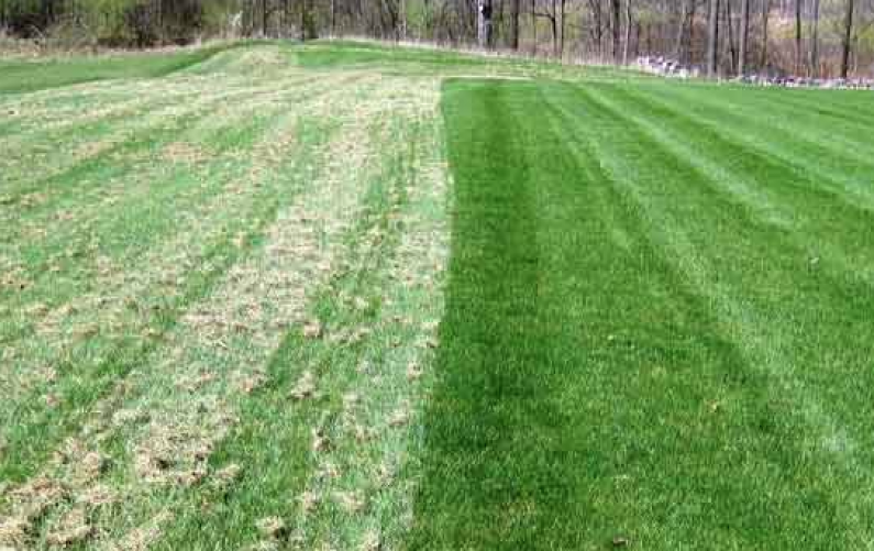 Lawn dethatching and maintenance