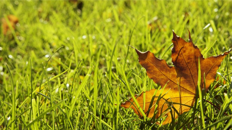 Winter lawn